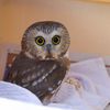 Video, Photos: Tiny Saw-Whet Owls Released Into Wild